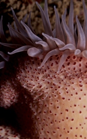 Knobbly anemone